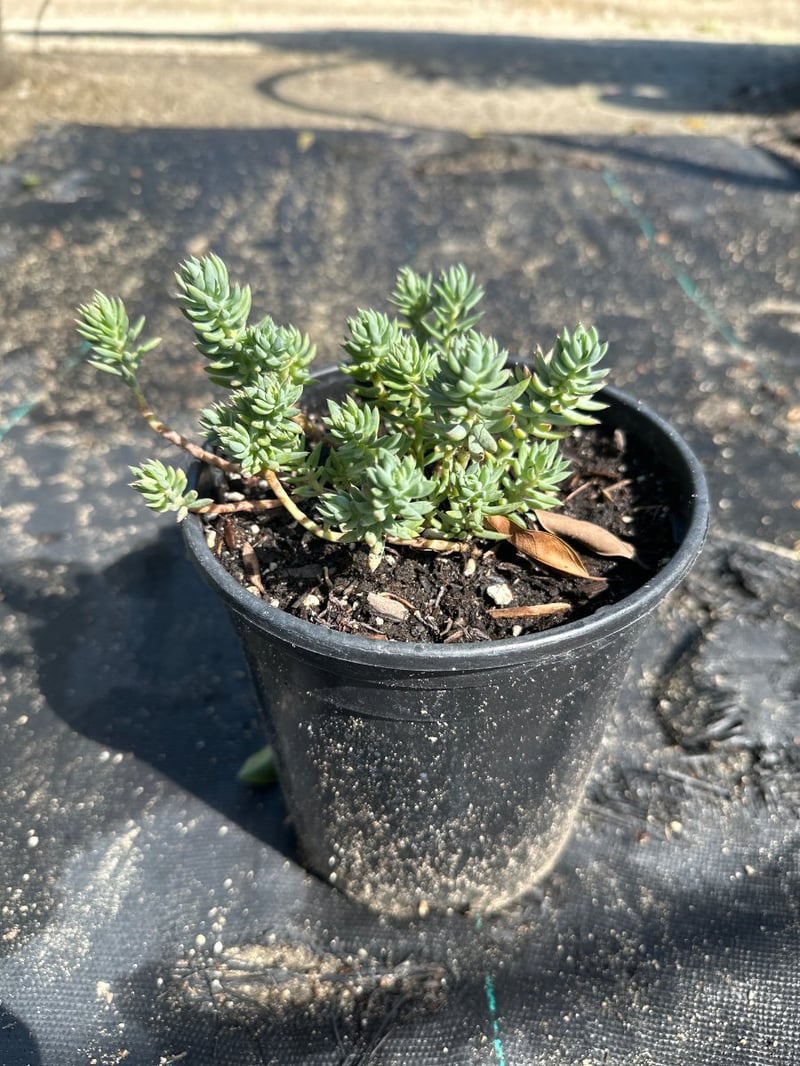 Photo for Sedum reflexum 'Blue Spruce' (Blue Spruce Stonecrop)