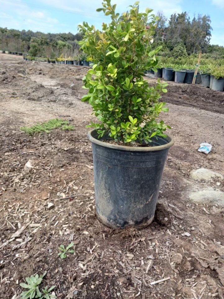 Photo for Buxus (Boxwood)