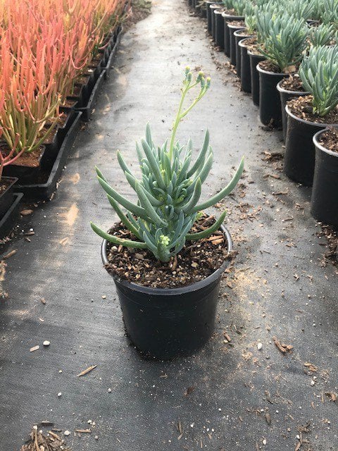 Photo for Senecio mandraliscae (Kleinia)