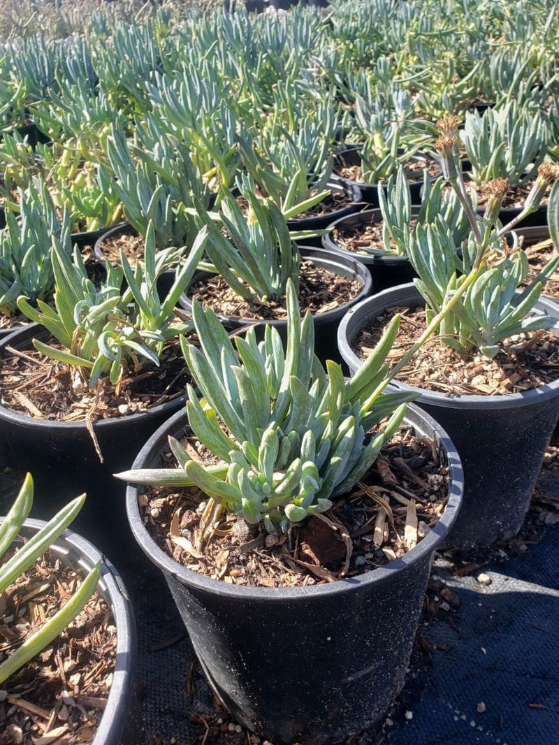 Photo for Senecio mandraliscae (Kleinia)
