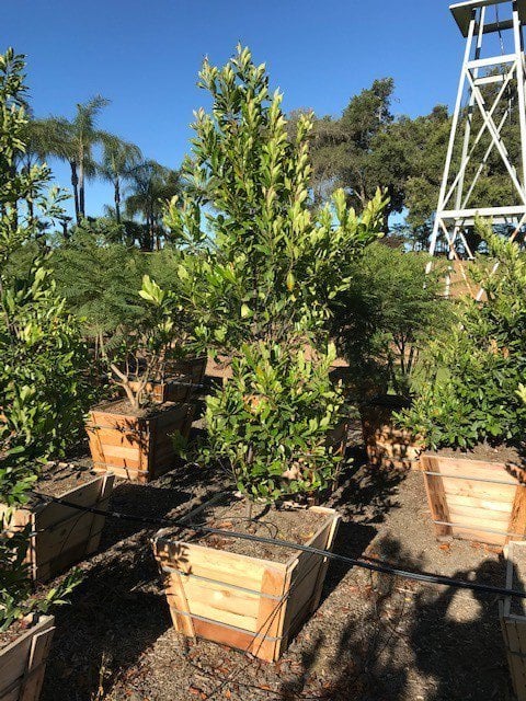 Photo for Prunus caroliniana (Column) (Carolina Cherry Laurel)
