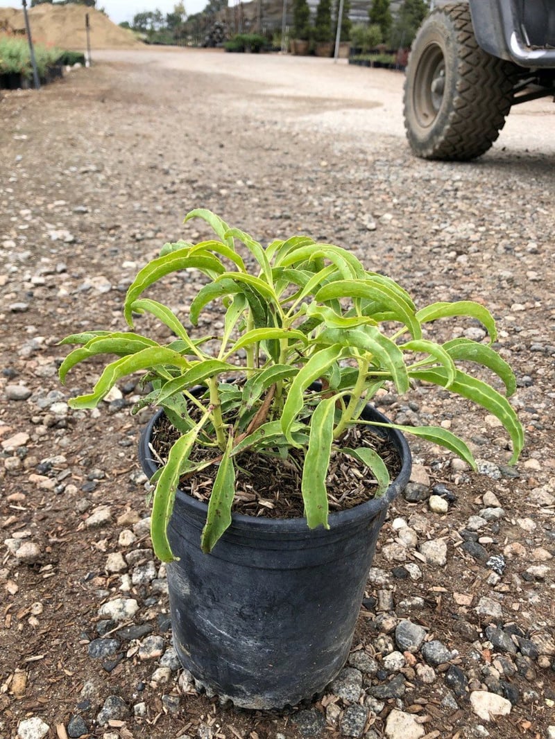Photo for Penstemon spectabilis (Royal Beard Tongue)