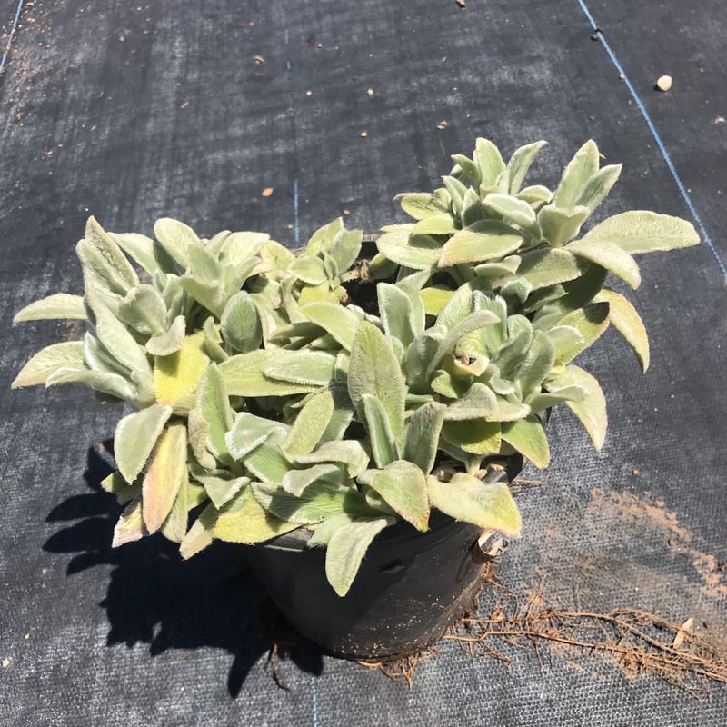 Photo for Stachys byzantina 'Big Ears' (Big Ears Lamb's Ear)