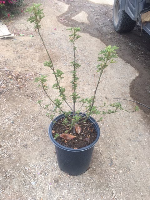 Photo for Alyogyne Huegelii 'Santa Cruz' (Santa Cruz blue Hibiscus)