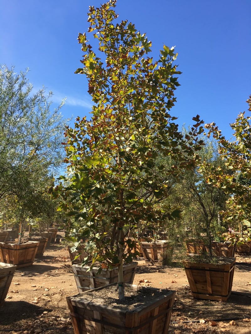 Photo for Platanus acerifolia 'Columbia' (Standard) (Columbia London Plane Tree)