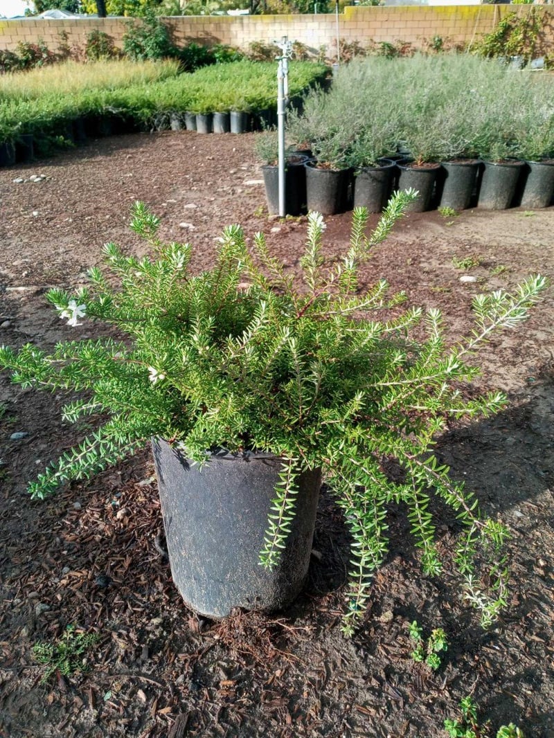 Photo for Westringia fruticosa 'Mundi' (Low Coast Rosemary)
