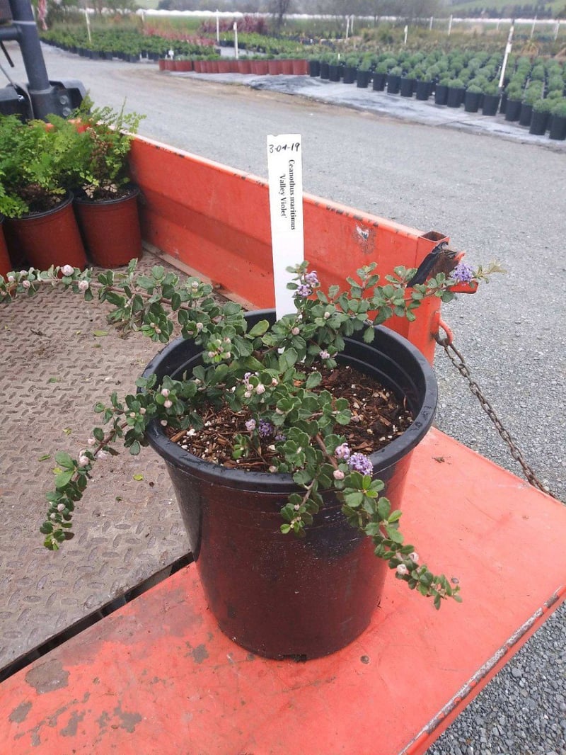 Photo for Ceanothus maritimus 'Valley Violet' (Santa Barbara Ceanothus)