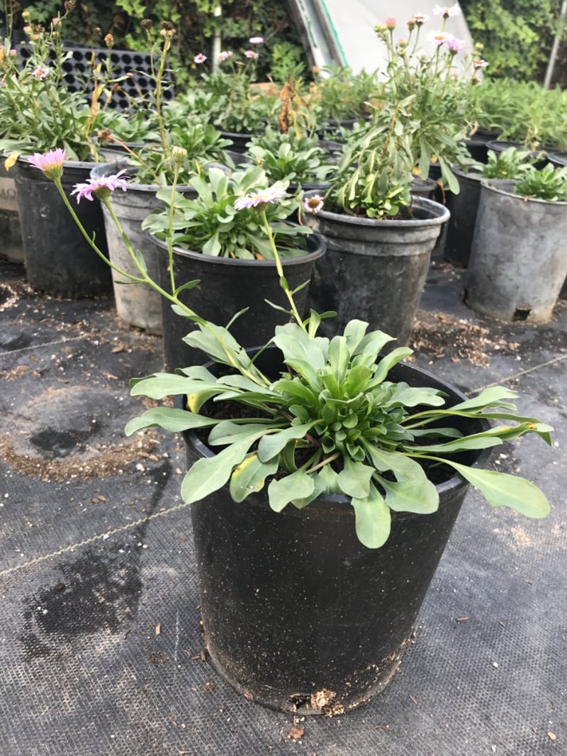 Photo for Erigeron glaucus (Seaside Daisy)