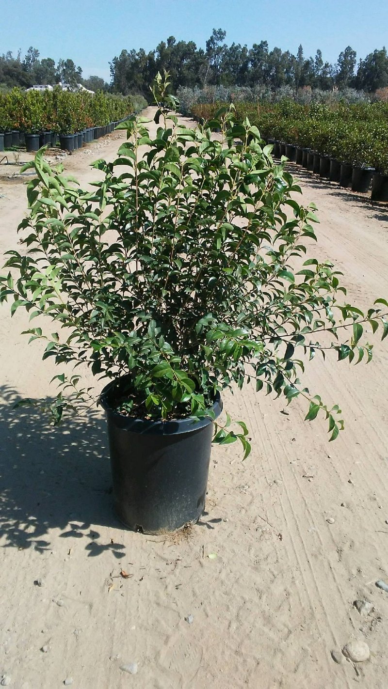 Photo for Ligustrum japonicum (Japanese Privet)