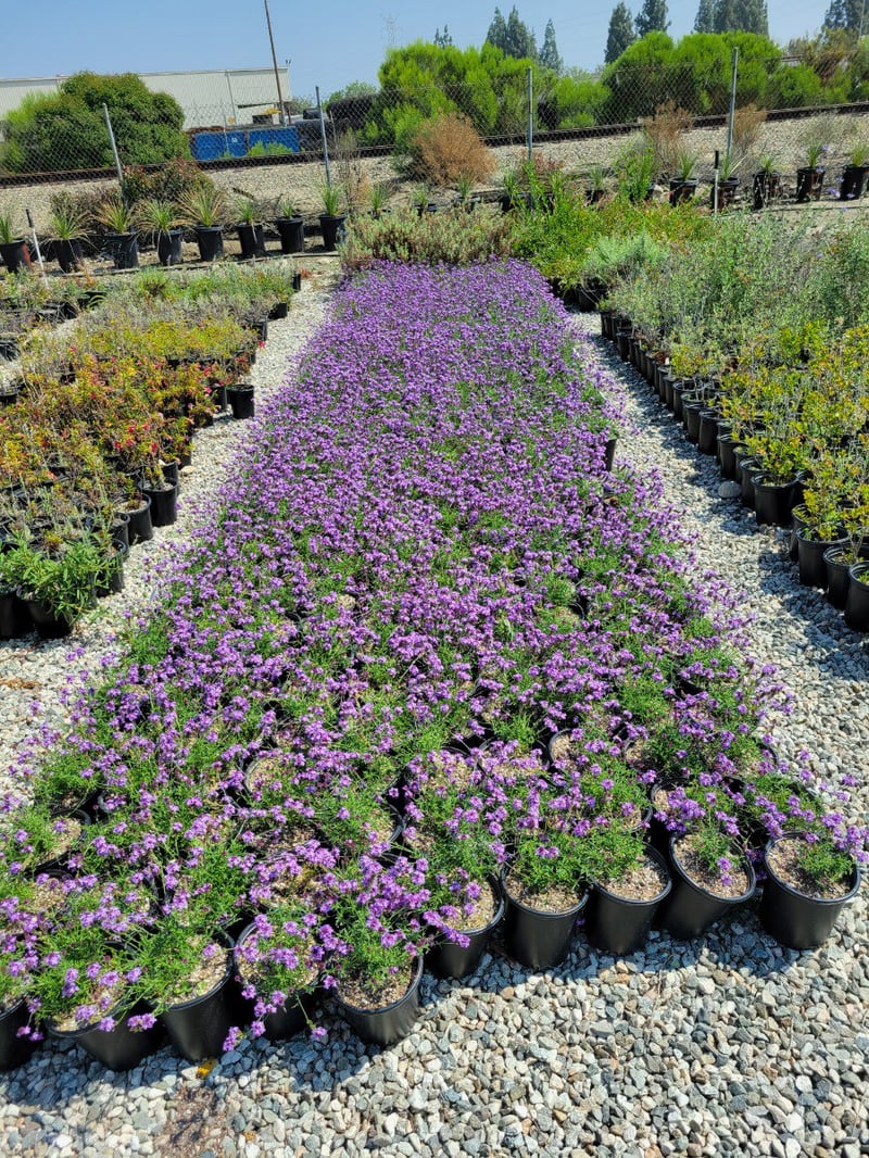 Photo for Verbena lilacina 'De La Mina' (De La Mina Verbena)