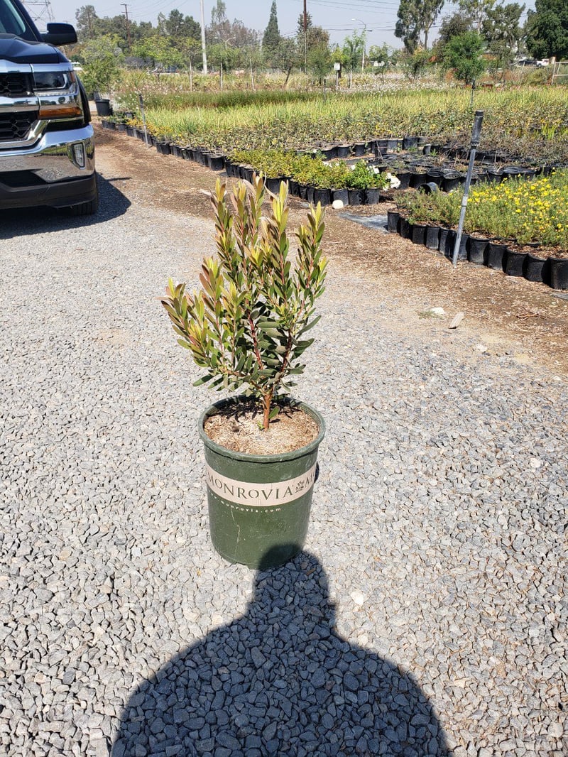 Photo for Leucadendron hybrid ‘Safari Sunset’ (Safari Sunset Conebush)