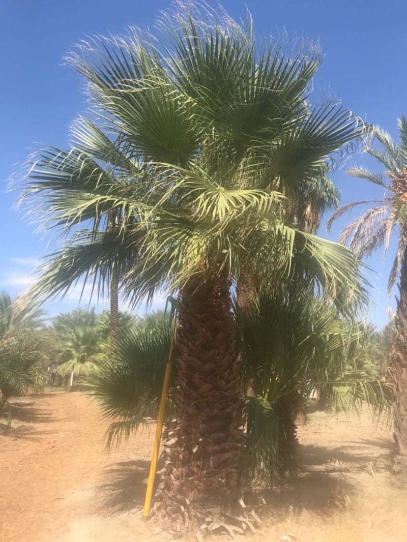 Photo for Washingtonia filifera (12' BTH) (California Fan Palm)