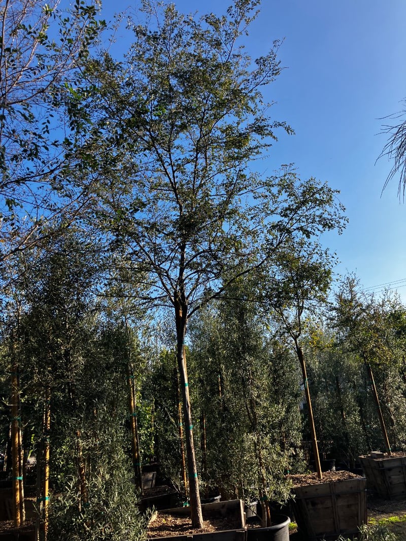 Photo for Ulmus Parvifolia 'True Green' (Standard) (True Green Chinese Elm)