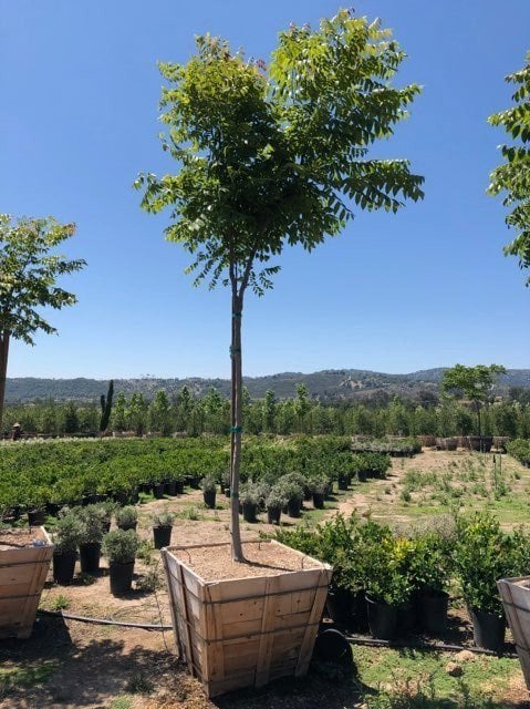 Photo for Koelreuteria bipinnata (Standard) (Chinese Flame Tree)