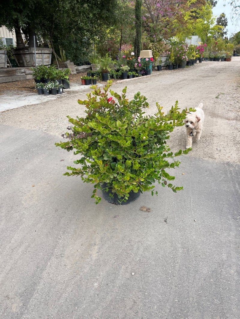 Photo for Carissa macrocarpa (Natal Plum)