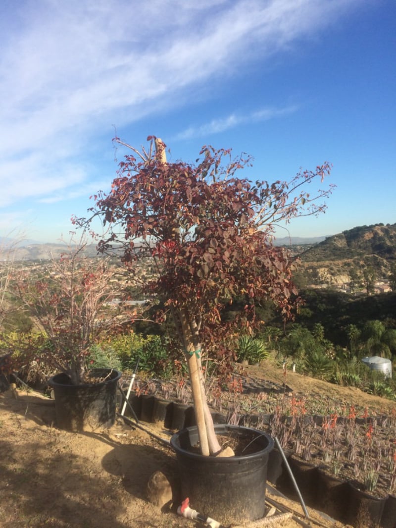 Photo for Euphorbia cotinifolia (Caribbean Copper Plant )