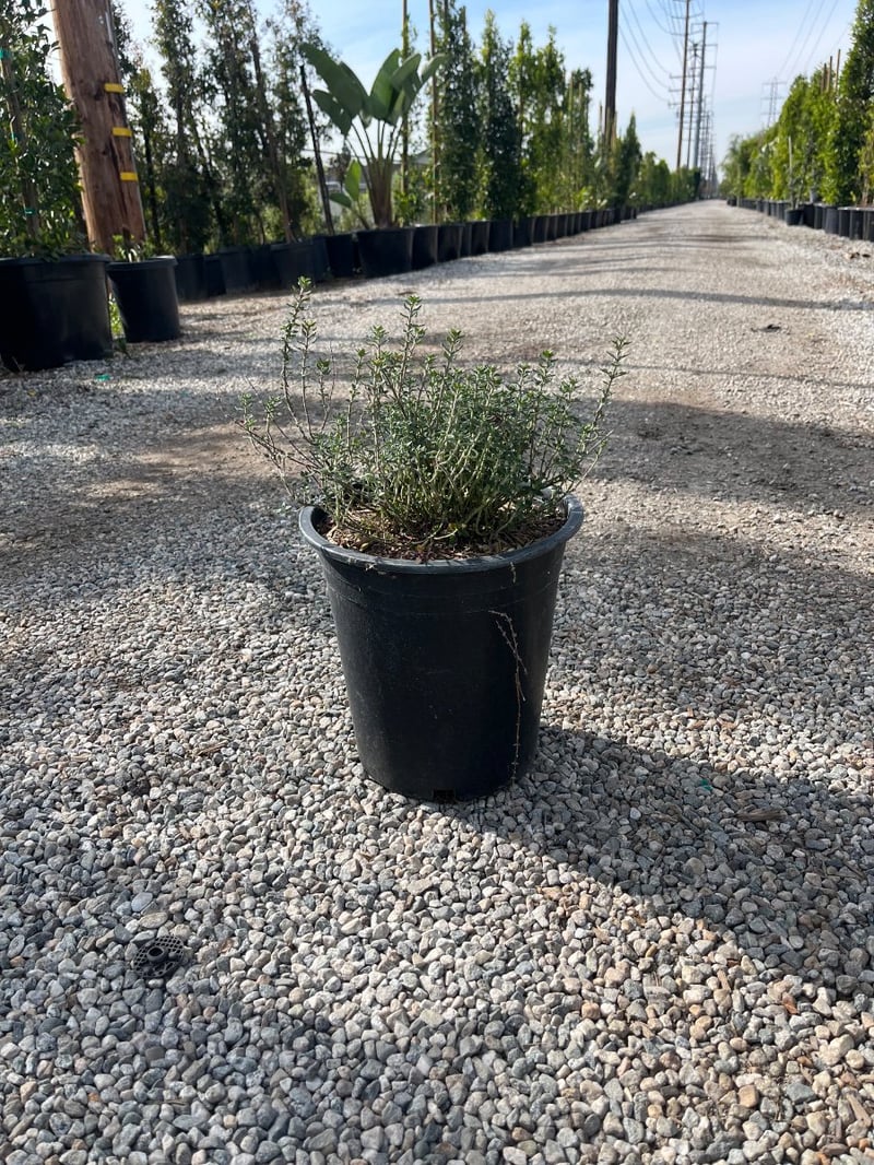 Photo for Teucrium x lucidrys (T. chamaedrys) (Wall Germander)