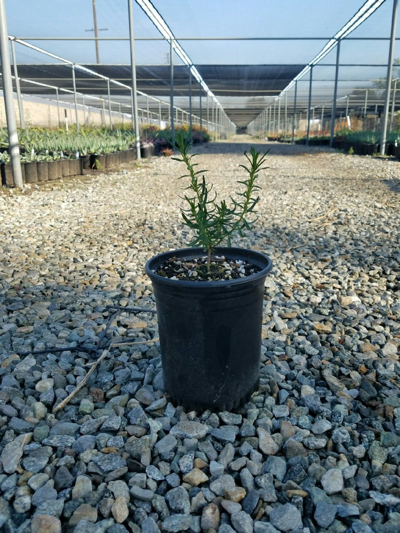 Photo for Trichostema lanatum (Woolly Blue Curls)