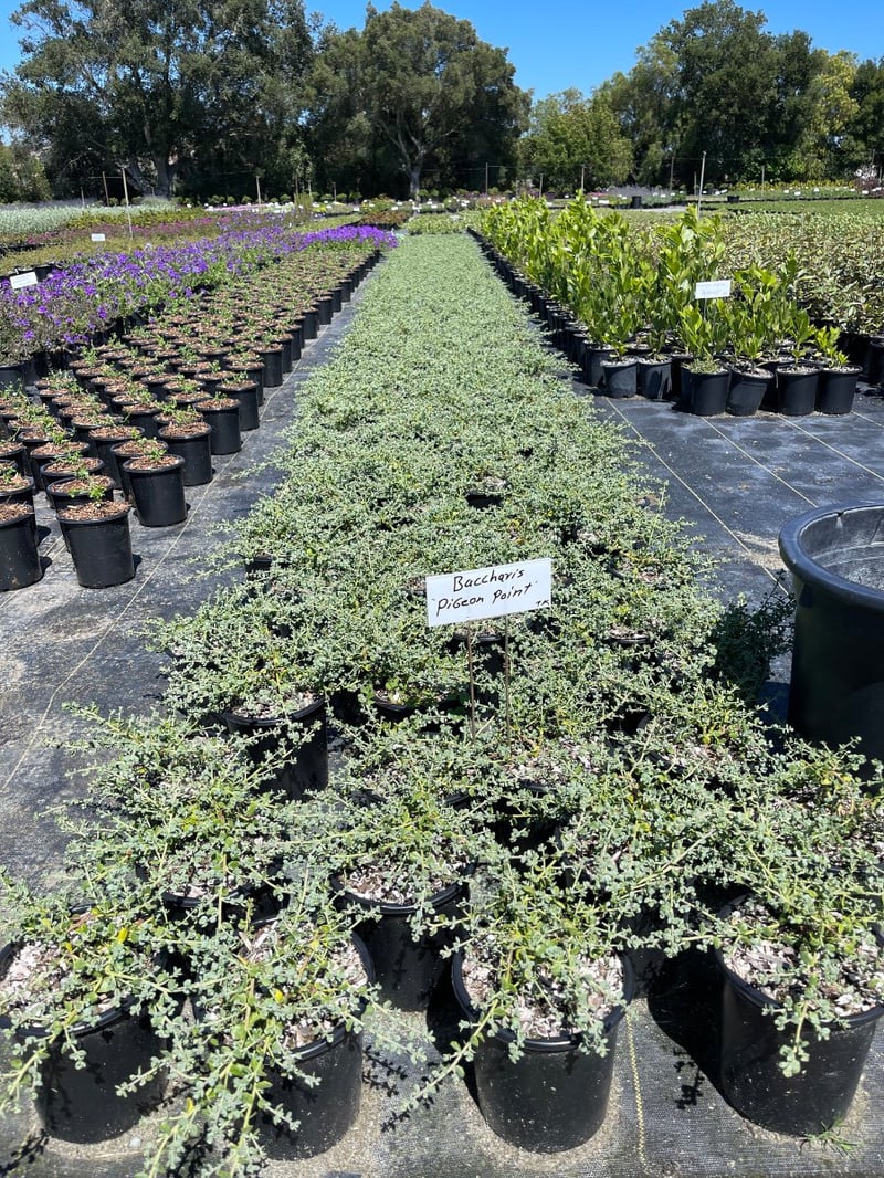 Photo for Baccharis pilularis 'Pigeon Point' (Pigeon Point Dwarf Coyote Brush)