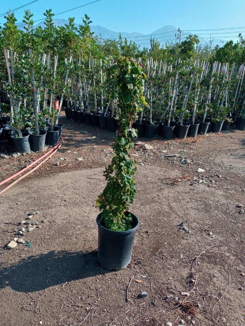 Photo for Parthenocissus tricuspidata 'Veitchii' (Veitchii Boston Ivy)