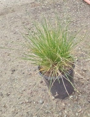 Photo for Deschampsia cespitosa (Tufted Hairgrass)