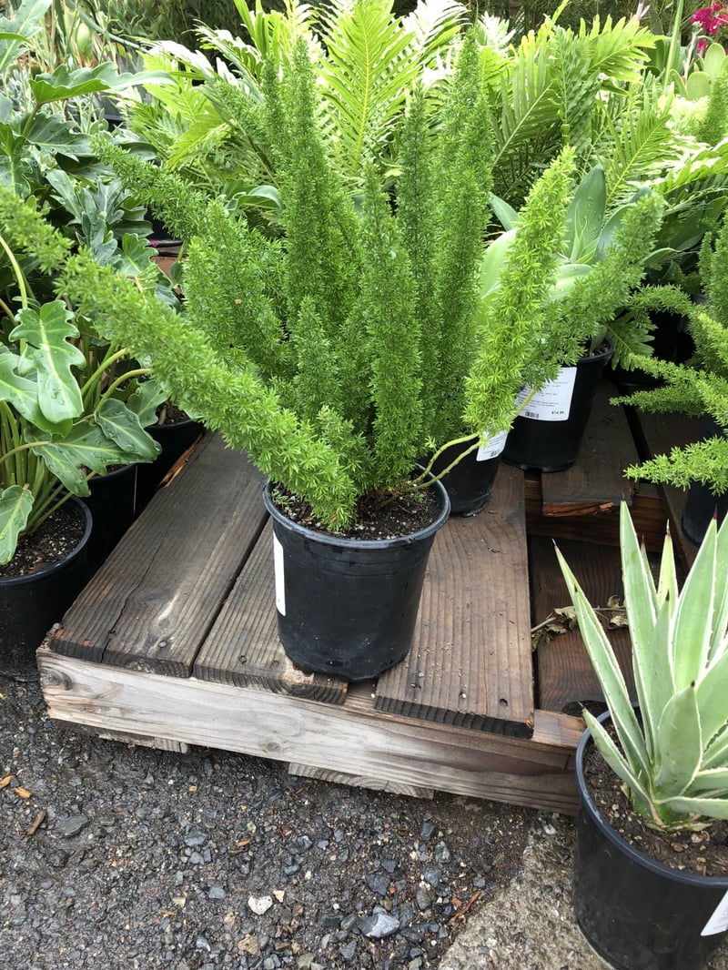 Photo for Asparagus densiflorus 'Myers' (Myers Foxtail Fern)