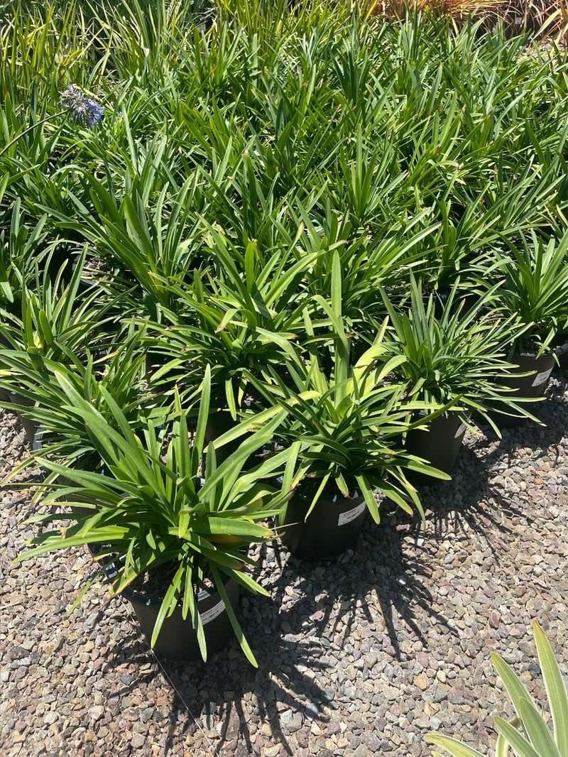 Photo for Agapanthus africanus (Lily of the Nile)