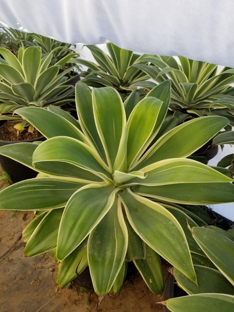 Photo for Agave attenuata 'Variegata' (Variegated Fox Tail Agave)