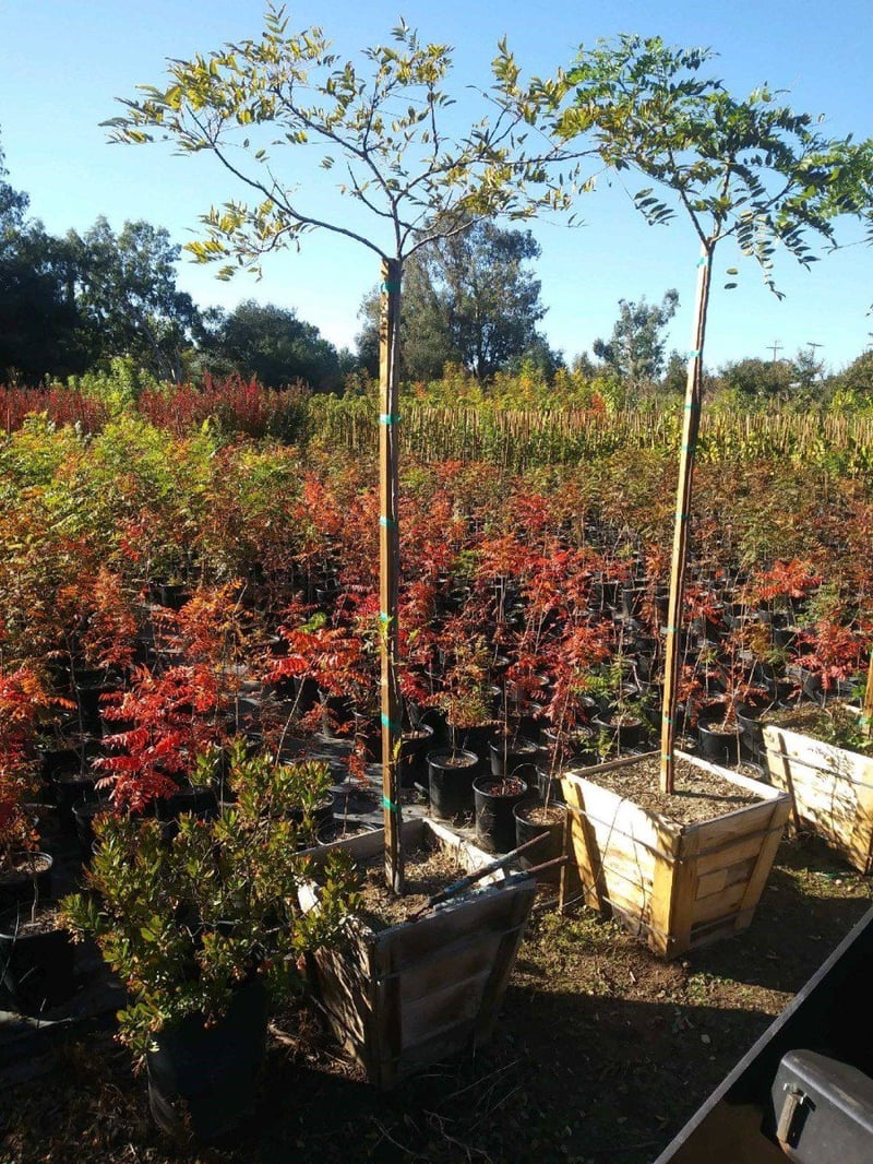 Photo for Cassia leptophylla (Gold Medallion Tree)