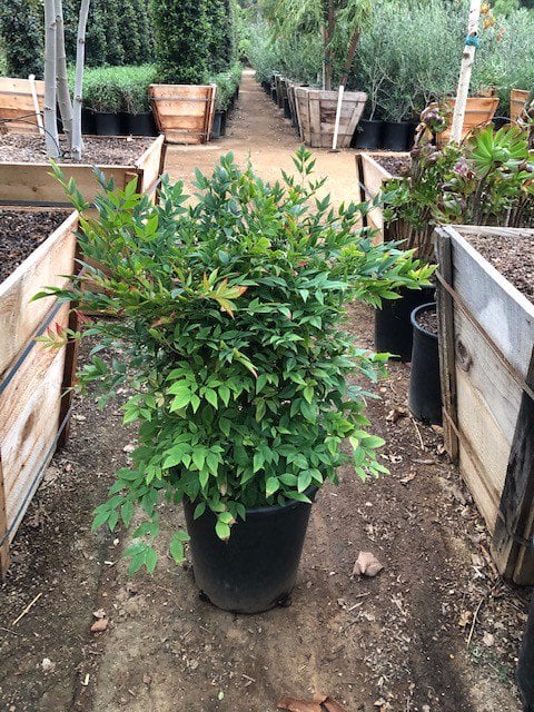 Photo for Nandina domestica 'Gulf Stream' (Gulf Stream Heavenly Bamboo)