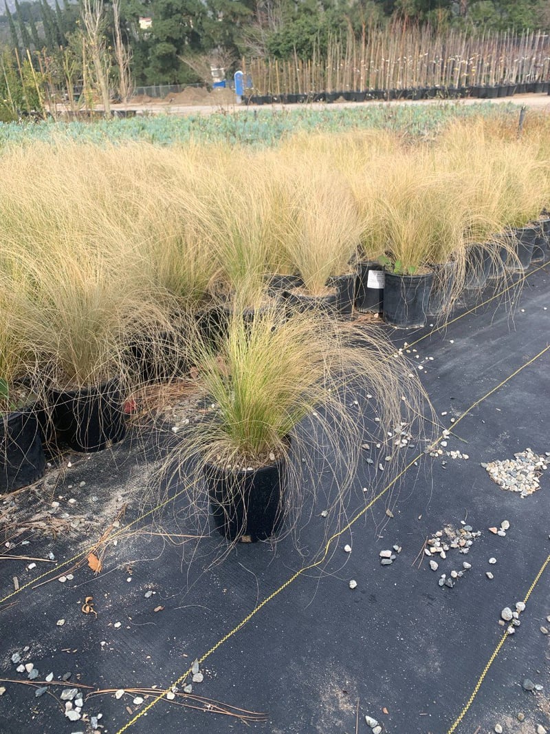 Photo for Nassella tenuissima (Mexican Feathergrass)