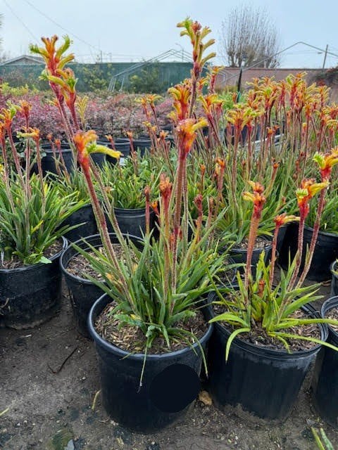 Photo for Anigozanthos 'Bush Gold' (Yellow Kangaroo Paw)