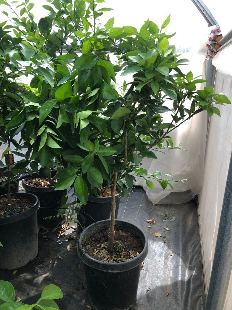 Photo for Citrus sinensis 'Moro' (Moro Blood Orange)