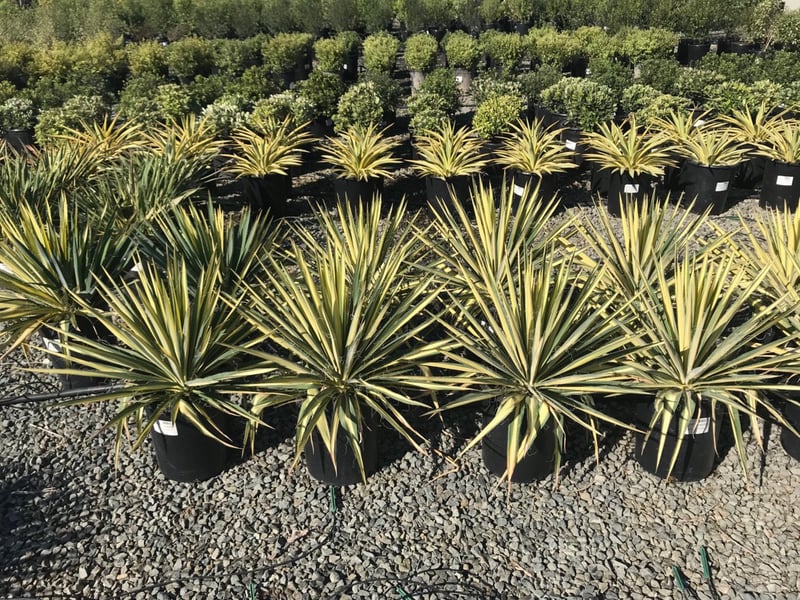 Photo for Yucca filamentosa 'Color Guard' (Color Guard Yucca)