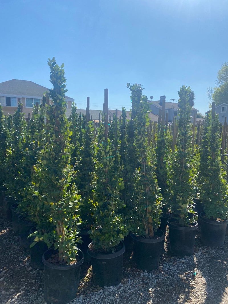 Photo for Ligustrum japonicum 'Texanum' (Staked) (Waxleaf Privet japonicum)