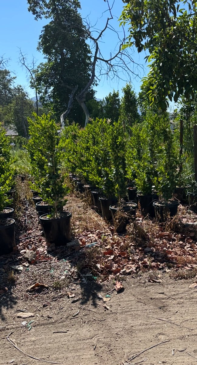 Photo for Ligustrum japonicum (Staked) (Japanese Privet)