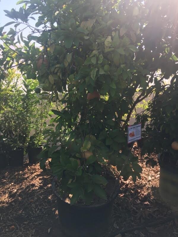 Photo for Citrus paradisi 'Ruby Red' (Ruby Red Grapefruit)