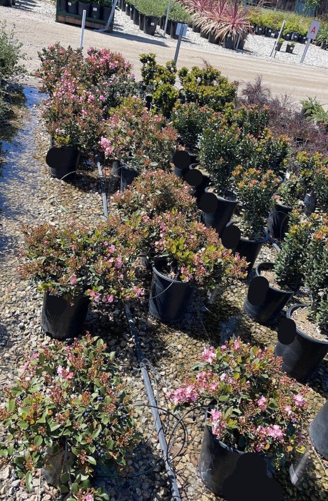 Photo for Rhaphiolepis indica 'Pink Lady' (Pink Lady Indian Hawthorn)