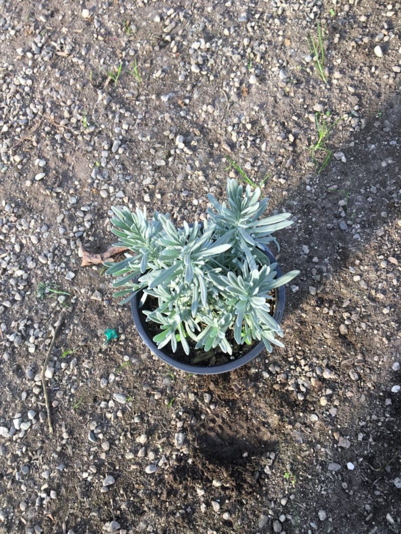 Photo for Lavandula intermedia 'Grosso' (Purple Lavandin)