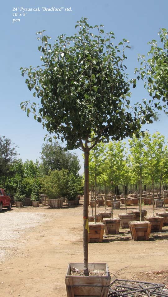 Photo for Pyrus calleryana 'Bradford' (Bradford Flowering Pear)