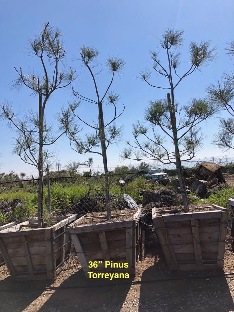 Photo for Pinus torreyana (Torrey Pine)