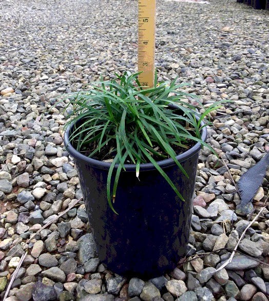 Photo for Ophiopogon japonicus (Mondo Grass)