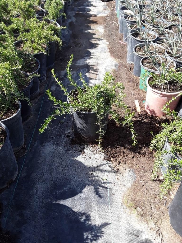 Photo for Rosmarinus officinalis 'Prostratus' (Trailing Rosemary)