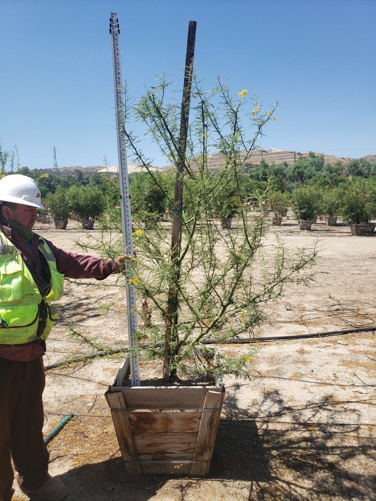 Photo for Cercidium 'Desert Museum' (Low Branch) (Desert Museum Palo Verde)