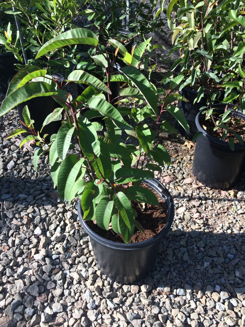 Photo for Malosma laurina (Laurel Sumac)