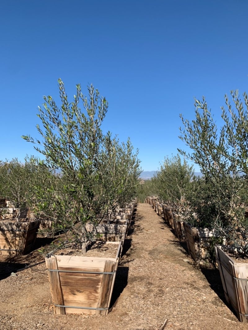 Photo for Olea europaea 'Majestic Beauty' (Majestic Beauty Fruitless Olive)