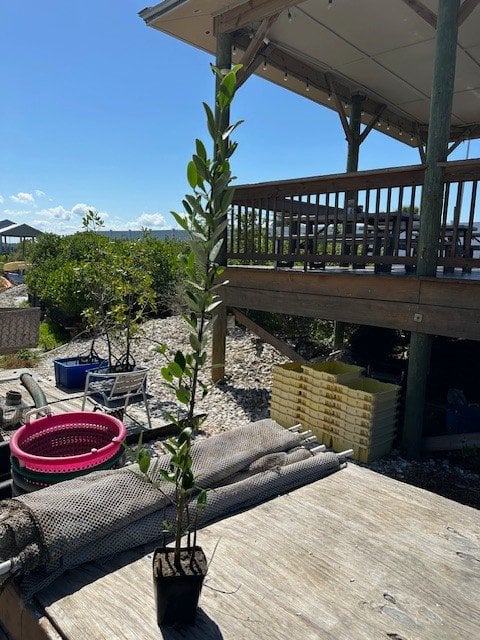 Photo for Avicennia germinans (Black Mangrove)