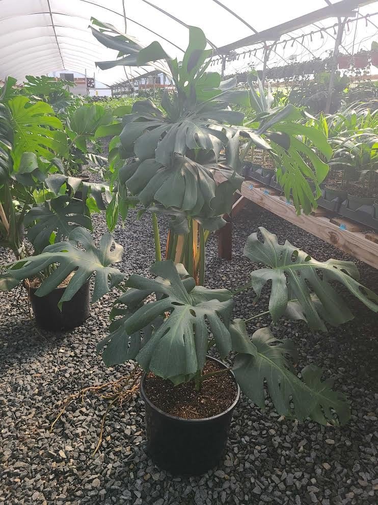 Photo for Monstera deliciosa (Split Leaf Philodendron)