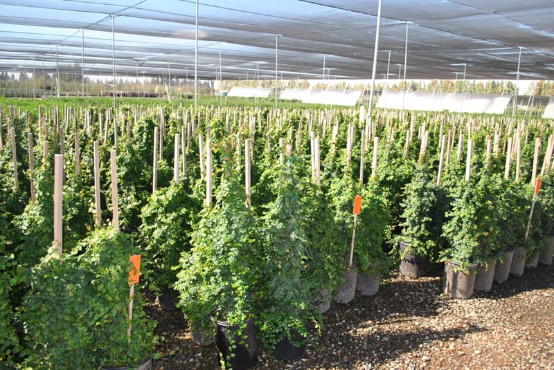 Photo for Ficus pumila (Vine) (Creeping Fig Ficus)