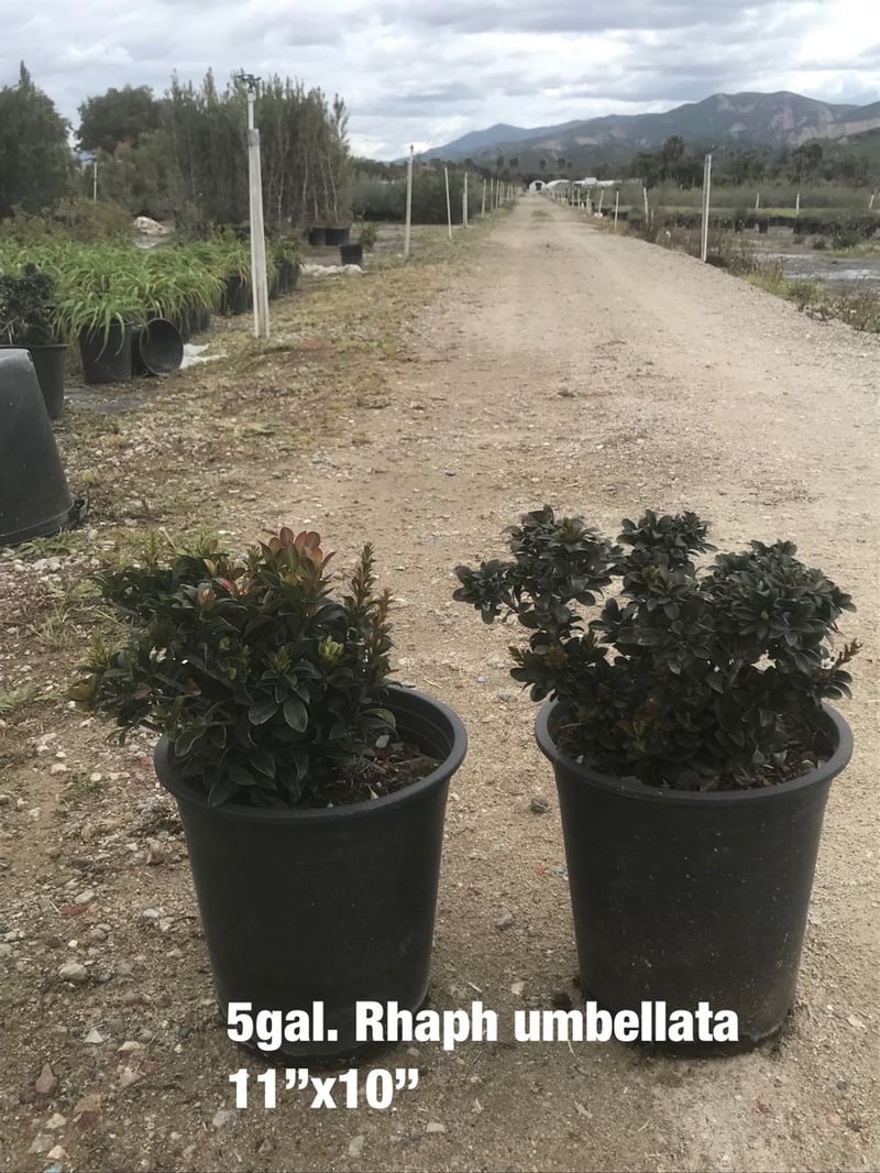 Photo for Rhaphiolepis umbellata 'Minor' ('Gulf Green') (Dwarf Yeddo Hawthorn)